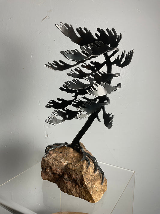 Cathy Mark windswept pine on stone