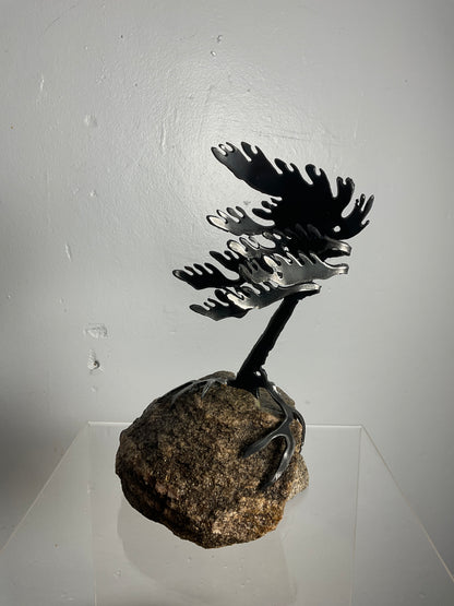 Cathy Mark windswept pine on granite
