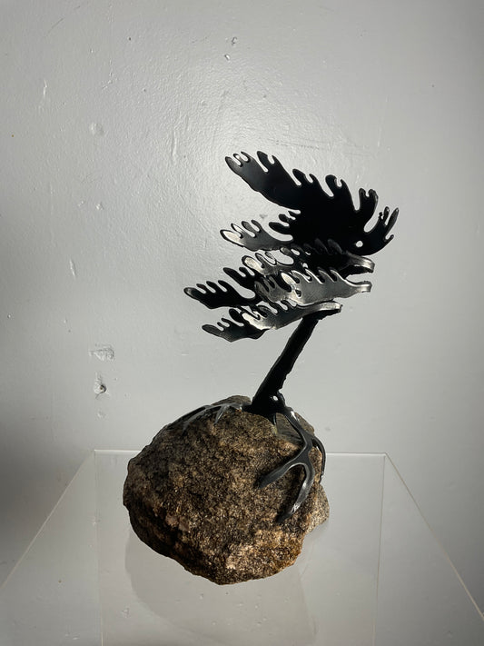Cathy Mark windswept pine on granite