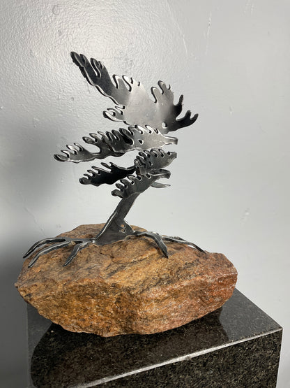 Cathy Mark windswept tree on granite