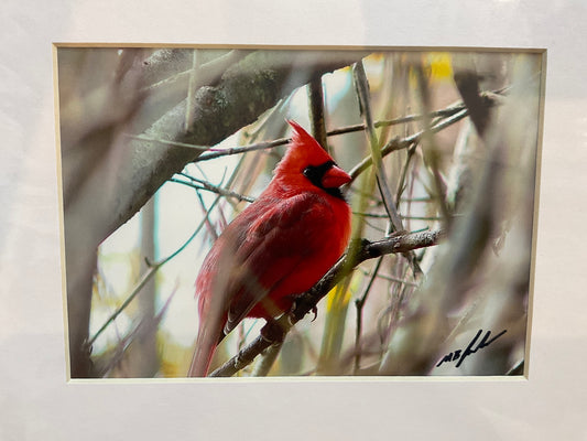 Wellandvale Cardinal