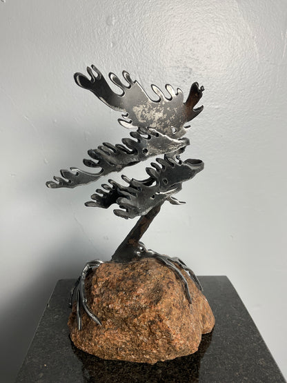 Cathy Mark windswept tree on stone