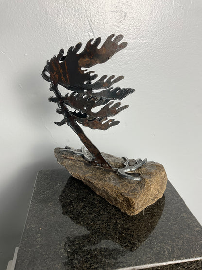 Cathy Mark windswept pine on granite