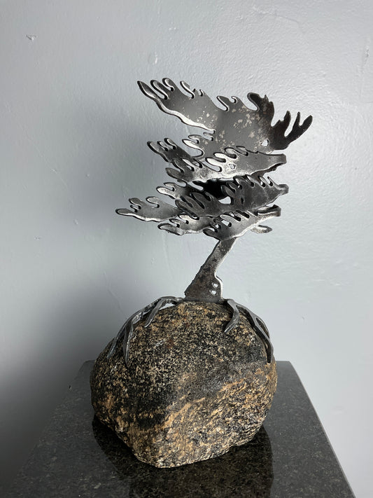 Cathy Mark windswept pine on granite