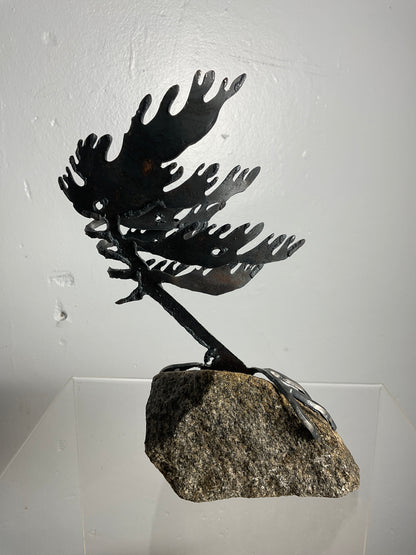 Cathy Mark windswept pine on granite