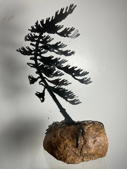 Cathy Mark windswept pine on granite