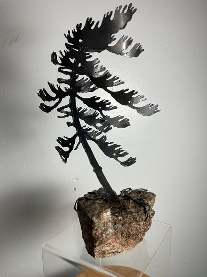 Cathy Mark windswept pine on granite