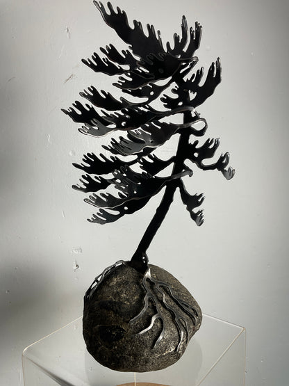 Cathy Mark windswept pine on granite