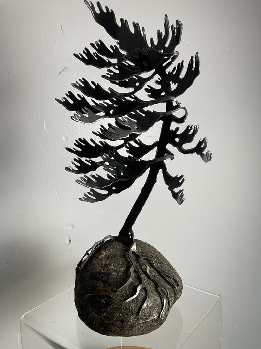 Cathy Mark windswept pine on granite