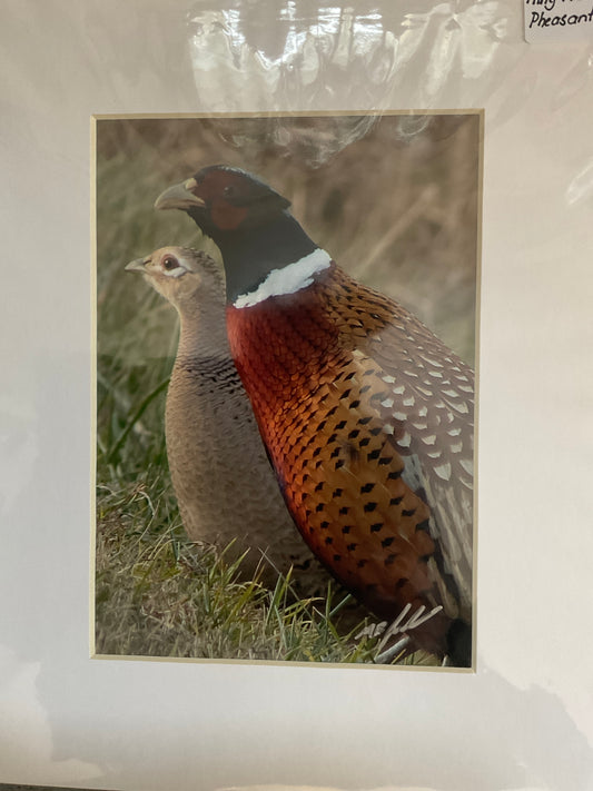 Ring-Tailed Pheasants Photo