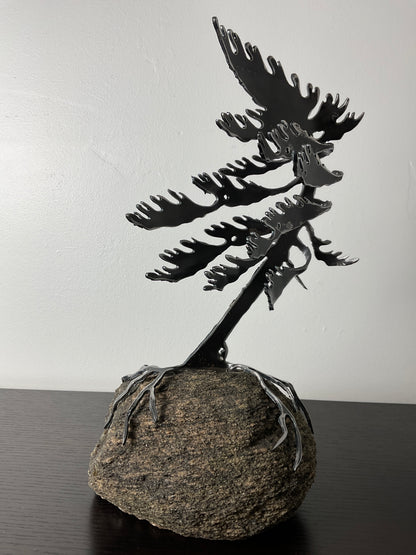 Cathy Mark windswept tree on granite