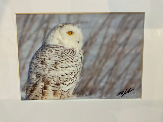 Snowy Owl