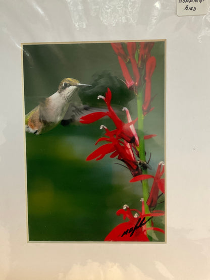 Hummingbird Photo