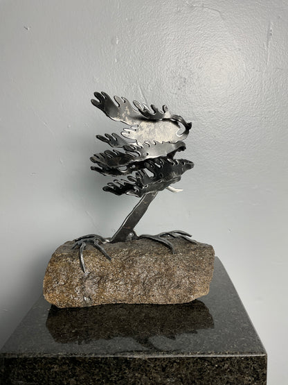 Cathy Mark windswept pine on granite