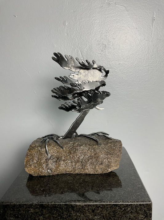 Cathy Mark windswept pine on granite