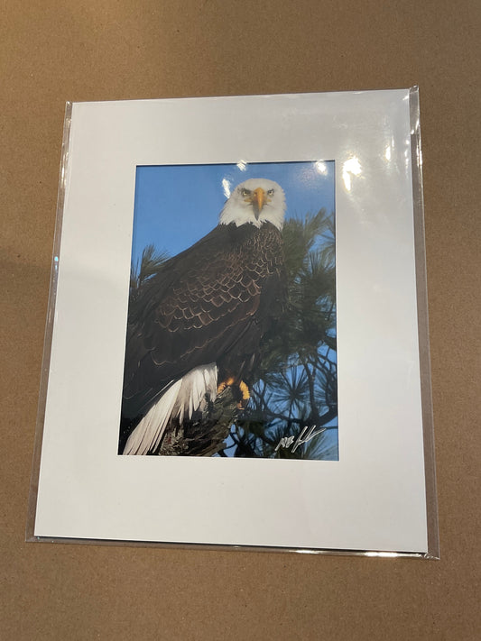 Photo of bald eagle