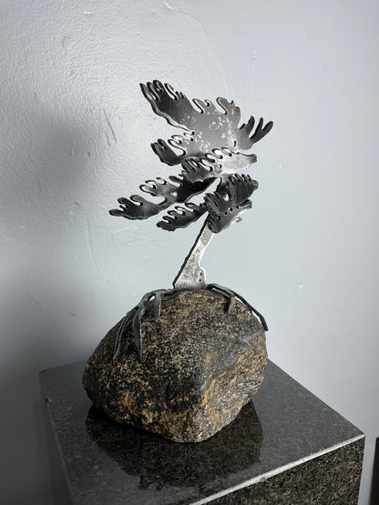 Cathy Mark windswept pine on granite
