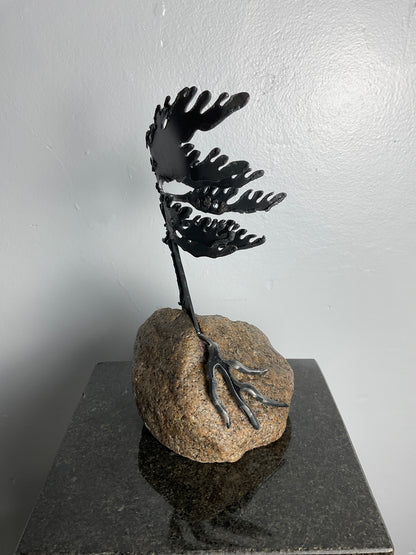 Cathy Mark windswept pine on granite