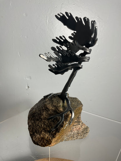 Cathy Mark windswept pine on granite
