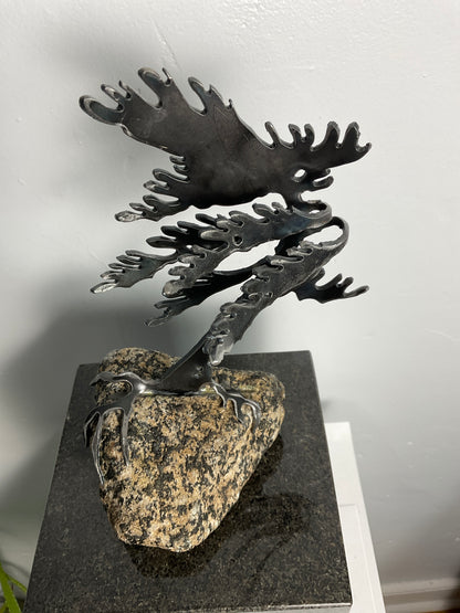 Cathy Mark windswept pine on granite
