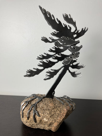 Cathy Mark windswept tree on granite