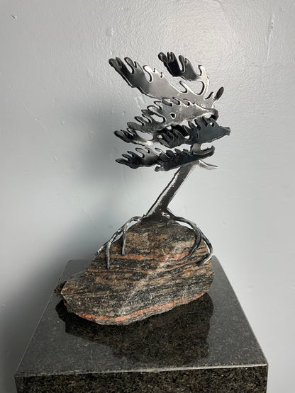 Cathy Mark windswept tree on granite