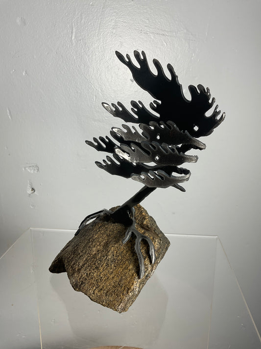 Cathy Mark windswept pine on granite