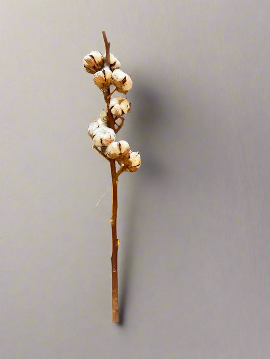 Dried Cotton Stem