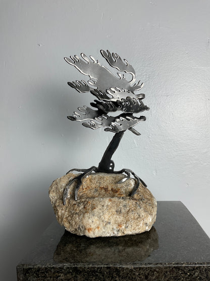 Cathy Mark windswept pine on granite