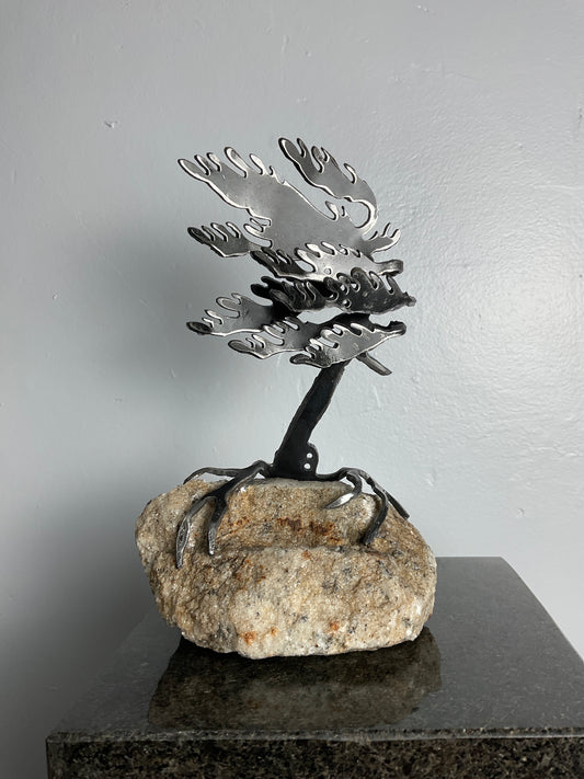 Cathy Mark windswept pine on granite