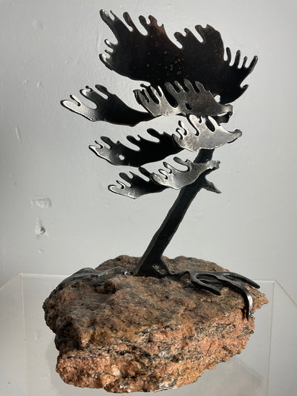 Cathy Mark windswept pine on granite