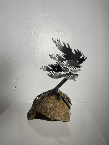 Cathy Mark windswept pine on granite