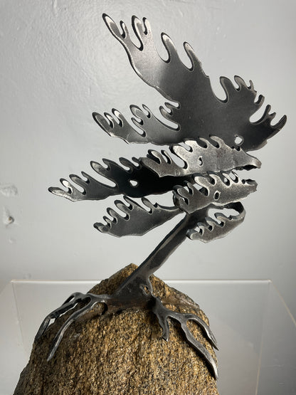 Cathy Mark windswept pine on granite