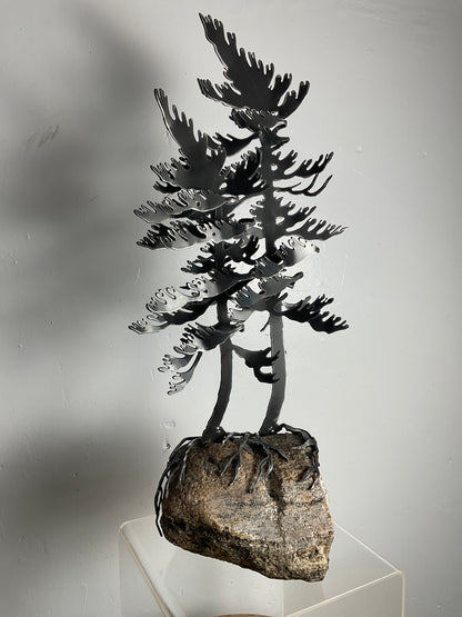 Cathy Mark windswept pine on granite