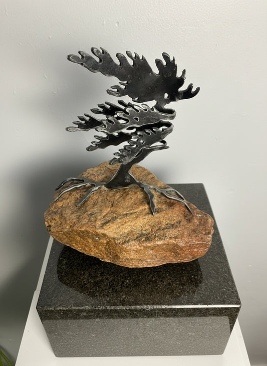Cathy Mark windswept tree on granite