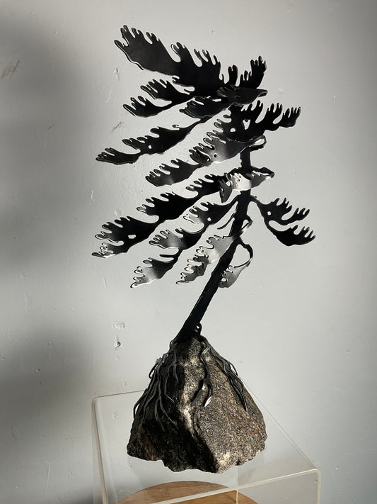 Cathy Mark windswept pine on granite