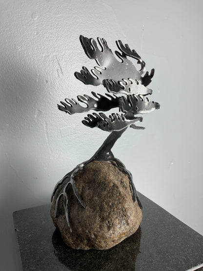 Cathy Mark windswept pine on granite