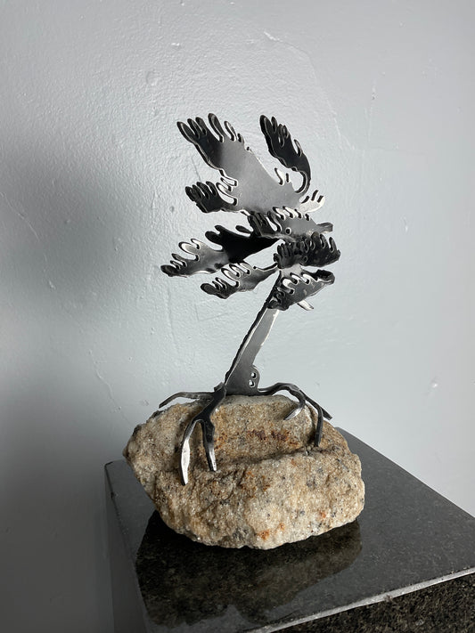 Cathy Mark windswept pine on granite