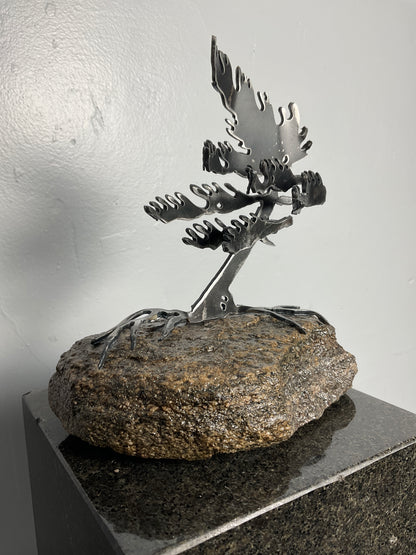 Cathy Mark windswept pine on granite
