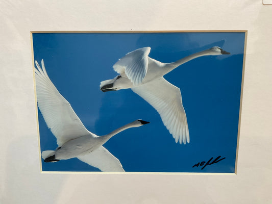 Tundra Swans