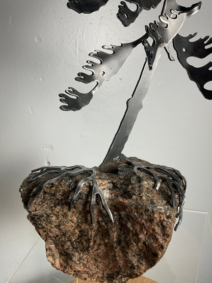 Cathy Mark windswept pine on granite