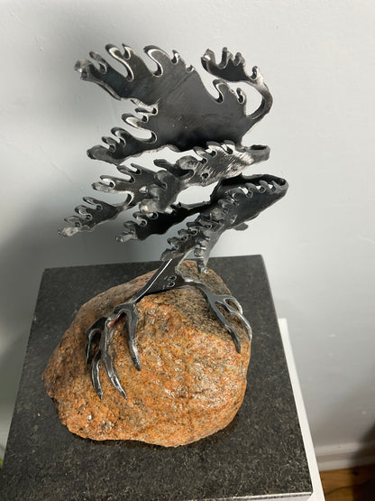 Cathy Mark windswept pine on granite