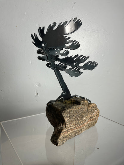 Cathy Mark windswept pine on granite
