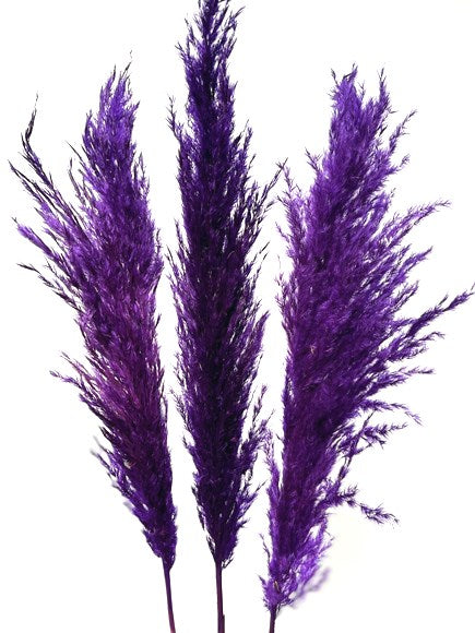Pampas Grass Purple