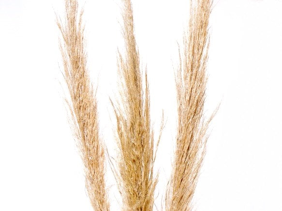 Feather Pampas Grass - Natural