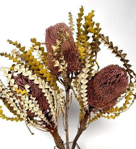 Banksia Speciosa Natural