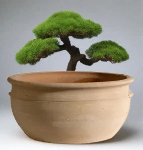 Bonsai Bowl